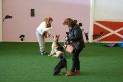 Imagen de cursos anteriores de educación canina impartidos para adoptantes de animales