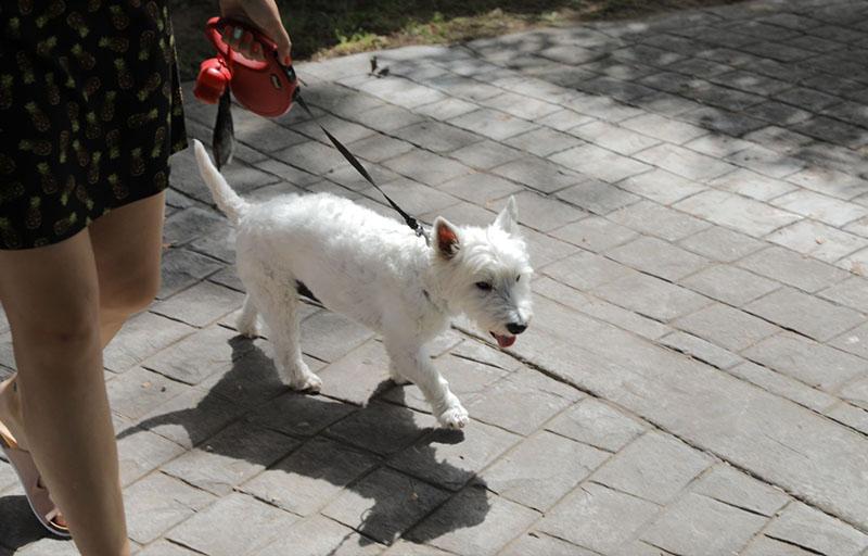 El Ayuntamiento lanza una campaña para promover el registro de las mascotas paterneras en el censo del ADN canino, que cuenta ya con 4.700 perros