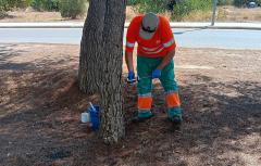 Paterna se adelanta a la procesionaria del pino con el refuerzo de una campaña preventiva en el arbolado de la ciudad