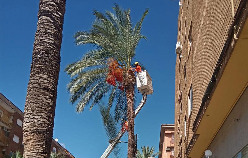 Paterna intensifica la limpieza de la vía pública con la retirada de frutos de palmeras y de olivos en todo el municipio