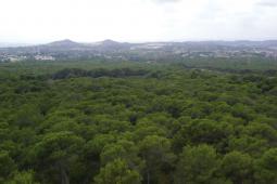 Bosque La Vallesa