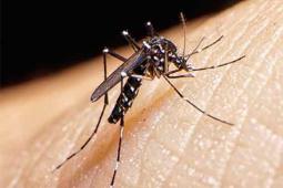 Paterna intensifica las actuaciones contra el mosquito tigre