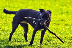 Paterna crea una zona de esparcimiento y entrenamiento para perros en Mas del Rosari