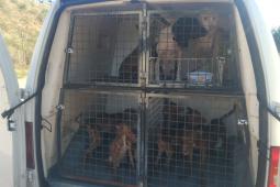La Policía Local de Paterna recoge 10 perros abandonados en avanzado estado de deshidratación y abre diligencias contra el dueño