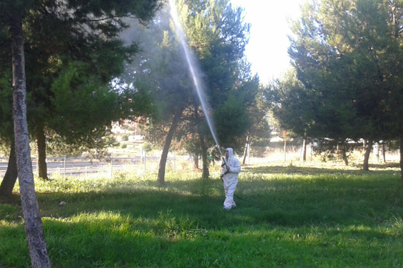 Un trabajador rociando con el tratamiento preventivo un pino