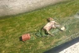 Imagen del perro asesinado