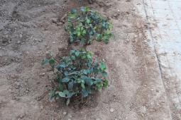 Reciclaje plantas en Clot de Joan