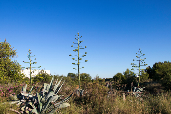 La Mola de Paterna, un Paraje Natural Municipal para el Área Metropolitana de Valencia