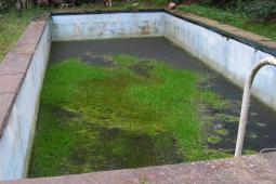 Paterna lleva a cabo el control y limpieza de piscinas para luchar contra el mosquito tigre