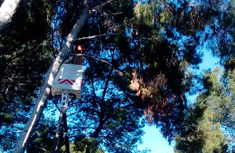 El Ayuntamiento de Paterna revisa el estado del arbolado en espacios públicos 