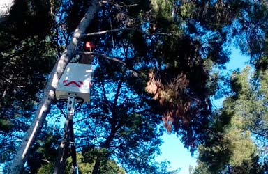 El Ayuntamiento de Paterna revisa el estado del arbolado en espacios públicos 