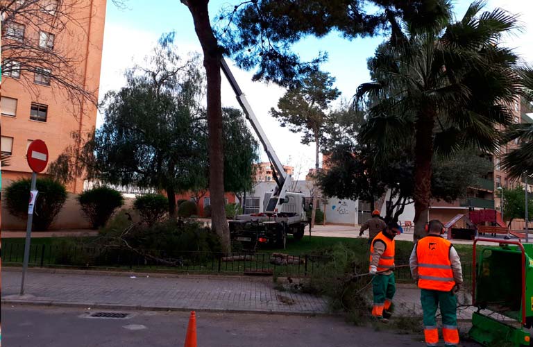 El Ayuntamiento lleva a cabo la tala de 5 pinos por riesgo de caída tras los fuertes vientos de la pasada semana