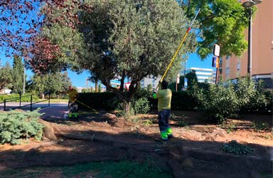 Paterna retira cinco toneladas de olivas de la vía pública  