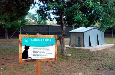 Paterna crea un espacio protegido para los felinos del municipio en Táctica