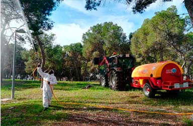 Paterna intensifica la lluita contra la processionària amb un tractament biològic