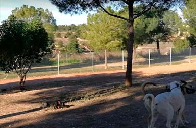 El Ayuntamiento de Paterna destina más de 3.000 m2 en Lloma Llarga al esparcimiento canino