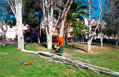 El Ayuntamiento de Paterna gestiona medio centenar de incidencias por fuertes vientos 