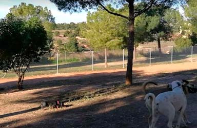 El Alcalde de Paterna destaca las mejoras en la seguridad de la zona de esparcimiento canino de Lloma Llarga