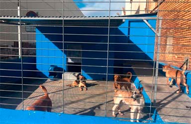Paterna construirà un refugi municipal per a més de centenar d'animals 