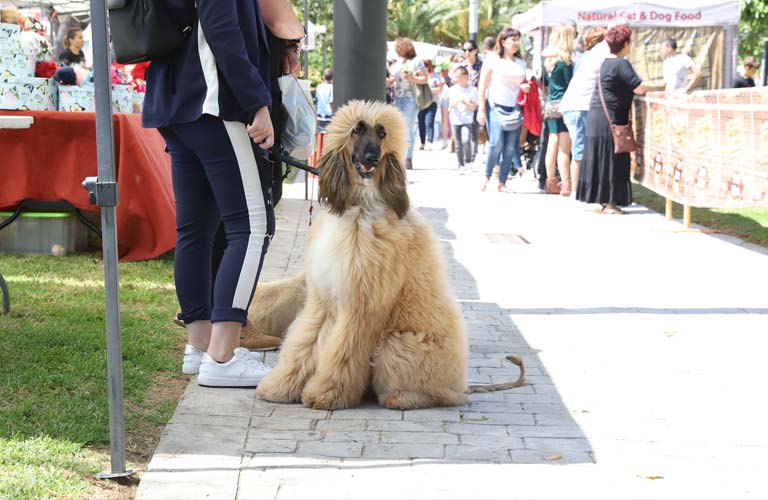 Paterna inicia la implantación del ADN canino para combatir las cacas de perro