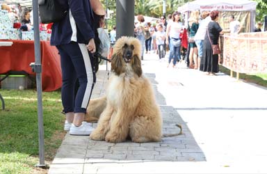 Paterna inicia la implantación del ADN canino para combatir las cacas de perro