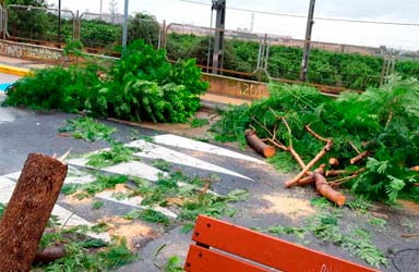El Alcalde de Paterna ordena una revisión de los árboles de la ciudad tras el temporal