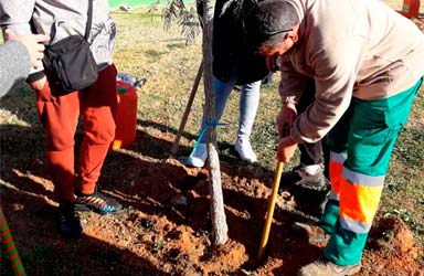 Paterna ha plantado un total de 3.182 árboles en los últimos tres años