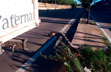 Paterna realiza una revisión del arbolado tras las rachas de viento registradas 