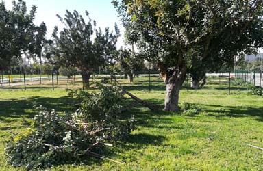 Paterna pone en marcha el dispositivo especial de emergencia ante las fuertes rachas de viento