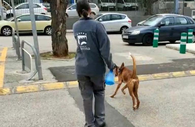Paterna aumenta los servicios del Refugio Animal y autoriza a sus voluntarios  