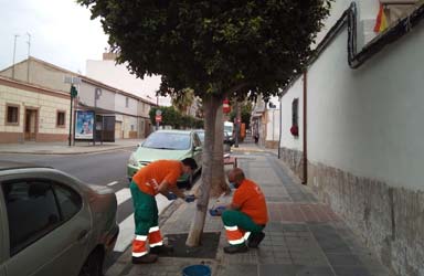 Paterna comienza a tratar su arbolado con endoterapia y suelta de fauna útil para prevenirlo de plagas y enfermedades