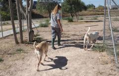 Paterna endurece las sanciones por maltrato y abandono animal con multas de hasta 18.000 euros