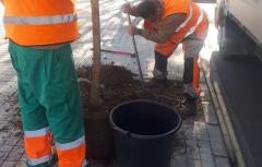 Paterna plantó 1.427 nuevos árboles durante el 2020