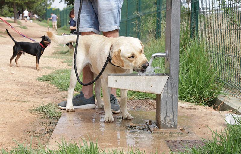 Paterna aprueba la nueva Ordenanza de Bienestar Animal que permitirá implantar el servicio de ADN canino en la ciudad