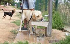 Paterna aprueba la nueva Ordenanza de Bienestar Animal que permitirá implantar el servicio de ADN canino en la ciudad