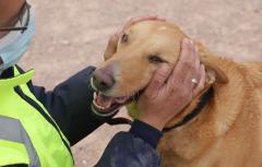 El Refugio de Animales de Paterna consigue hogar a 74 animales desde la web municipal de adopciones
