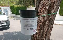 Paterna participa en una prueba piloto para conseguir reducir la población de mosquito tigre