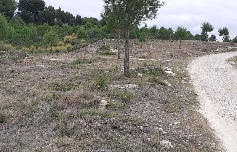 Paterna ejecuta el mantenimiento de la franja de seguridad de uno de los circuitos forestales de La Vallesa   
