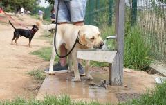 Paterna comienza la implantación del ADN canino con el registro censal de todas las mascotas de la ciudad  