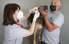 Paterna lanza una campaña para concienciar sobre la tenencia responsable de mascotas y fomentar las adopciones 