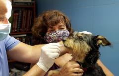 Paterna tramita 3.258 solicitudes para registrar mascotas en el Censo Canino Municipal de ADN de la ciudad 