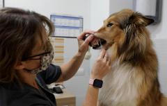 Paterna tramita 4.700 solicitudes para el Censo Canino Municipal de ADN y amplía 15 días el plazo para el vale gratuito