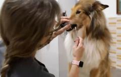 Amb més de 4.000 gossos registrats genèticament, Paterna es converteix en la 2a ciutat d'Espanya amb major cens d'ADN caní