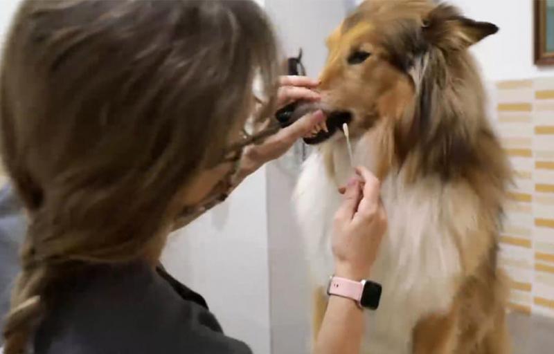 Con más de 4.000 perros registrados genéticamente, Paterna se convierte en la 2ª ciudad de España con mayor censo de ADN canino