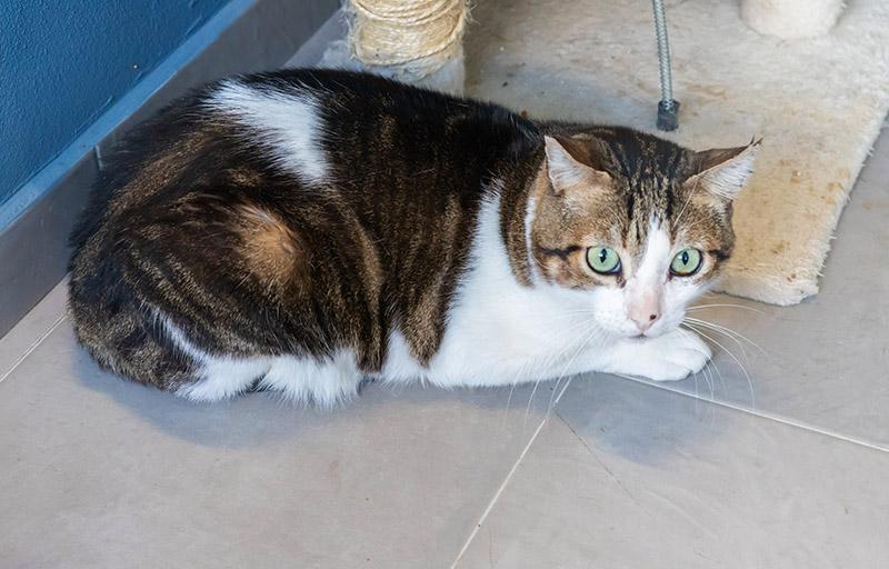 Paterna lanza un concurso de Fotografía con motivo del Día Mundial de los Animales para recompensar el amor por las mascotas y viralizar la labor del Refugio Municipal