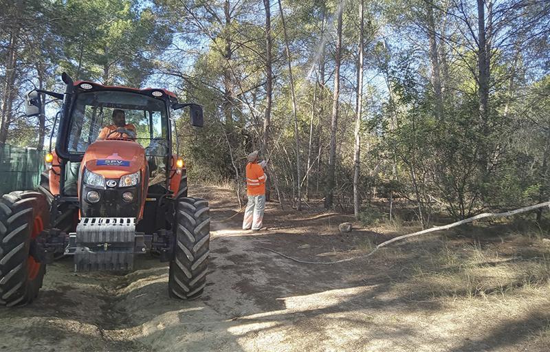 Paterna finaliza el tratamiento preventivo para combatir la procesionaria en el arbolado del municipio este otoño