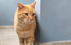 El Refugio de Animales de Paterna promueve las adopciones de gatos que en 2023 alcanzaron un total de 151