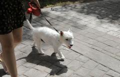 El Ayuntamiento lanza una campaña para promover el registro de las mascotas paterneras en el censo del ADN canino, que cuenta ya con 4.700 perros