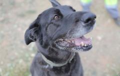 El Refugio de Animales de Paterna da visibilidad y fomenta la adopción de perros mestizos en la Semana del Perro Sin Raza