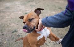 Con motivo del Día Mundial de los Animales, el Ayuntamiento viraliza la labor del Refugio Municipal y el amor por las mascotas